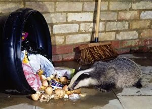 Dustbins Collection: Badger - at dustbin