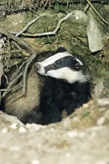 Aware Prints: Badger - female or sow - alert at entrance of sett - Lower Saxony - Germany
