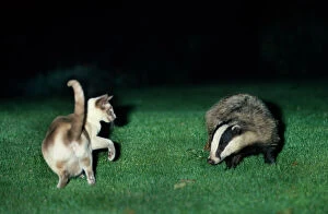 Night Collection: Badger in garden with cat - Bridgewater, Somerset, England