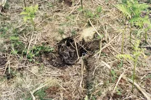 Faeces Prints: Badger Latrine