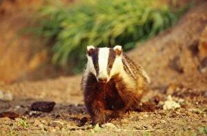 Images Dated 20th February 2006: Badger Lincolnshire, UK