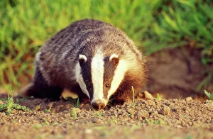 Images Dated 20th February 2006: Badger Lincolnshire UK