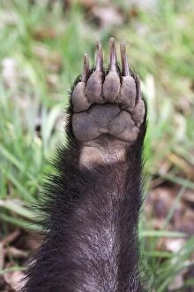 Badgers Gallery: Badger - paw showing powerful claws