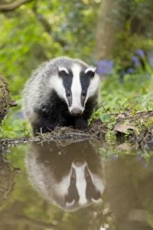 Badger - at pond with reflection