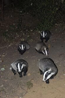 Badger - social group