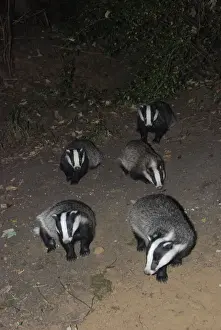 Badger - social group - Essex