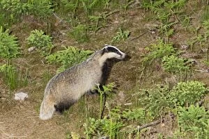 Images Dated 23rd May 2011: Badger - in woodland - leaving sett - Lower Saxony - Germany