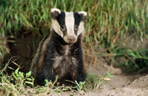 UK Wildlife Collection: Badger - young Lincolnshire, UK