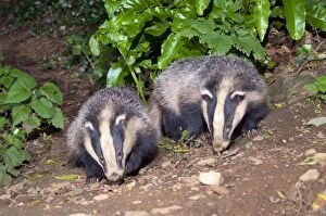 Images Dated 10th July 2005: Badgers - evening