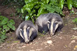 Badgers - evening - Cornwall, UK