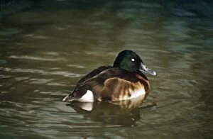 Images Dated 27th June 2007: Baer's Pochard Duck