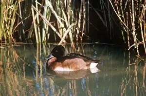 Baer's Pochard Duck