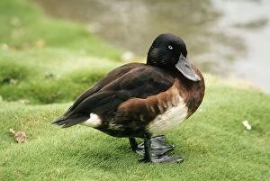 Baers Pochard Duck - male
