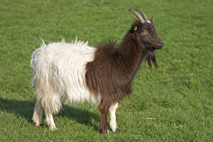 Farm Collection: Bagot goat at Cotswold Farm Park - The Farm Park houses a large collection of rare breeds of