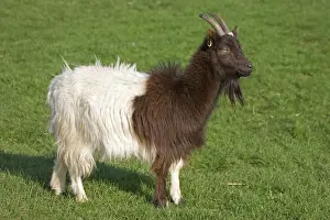 Farm Prints: Bagot goat at Cotswold Farm Park - The Farm Park houses a large collection of rare breeds of cattle