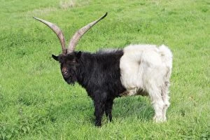 Billy Gallery: Bagot Goat - male on meadow