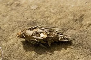 Bagworm - psychid moth larva, on rock