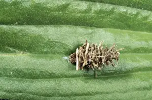 Pupae Prints: Bagworm Psychid Moth - larval in camouflaged pupal case. Fam: Psychidae