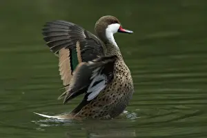 Bahama Pintail-flapping its wings on lake, Washington WWT, Tyne and Wear UK
