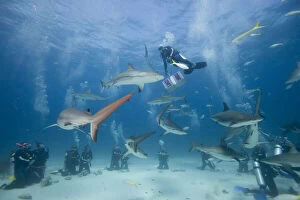 Images Dated 4th January 2011: Bahamas, New Providence Island, Scuba divers