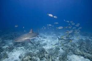 Bahamas, New Providence Island, Underwater