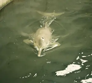 Baiji / Chinese River Dolphin / Yangtze River Dolphin / White Flag Dolphin and Whitefin Dolphin