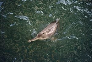 Baiji - Also known as: Chinese river dolphin, Yangtze River dolphin, white flag dolphin and whitefin dolphin