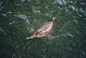 Baiji - Also known as: Chinese river dolphin, Yangtze River dolphin, white flag dolphin and whitefin dolphin Baiji - Also known as: Chinese river dolphin, Yangtze River dolphin, white flag dolphin and whitefin dolphin