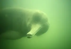 Dolphin Prints: Baiji - Also known as: Chinese river dolphin Yangtze River dolphin white flag dolphin and whitefin dolphin