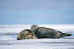Images Dated 14th August 2007: Baikal / Nerpa Seal - endemic to lake Baikal lake Baikal Russia Latin formerly know as Pusa sibirica