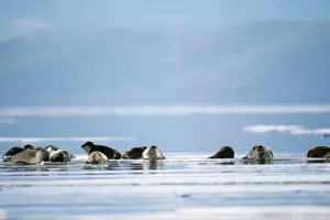 Baikal / Nerpa Seal - endemic to lake Baikal lake Baikal Russia Latin formerly know as Pusa sibirica