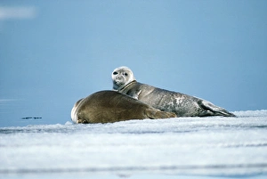 Images Dated 14th August 2007: Baikal / Nerpa Seal - endemic to lake Baikal Russia Latin formerly know as Pusa sibirica