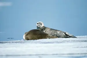 Baikal / Nerpa Seal - endemic to lake Baikal Russia Latin formerly know as Pusa sibirica