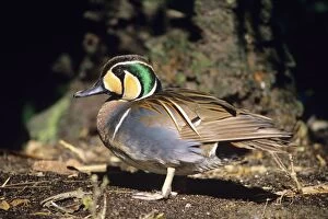 Images Dated 16th December 2005: Baikal Teal Duck - male East Asia