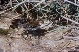 Baillon's Crake - displaying wings