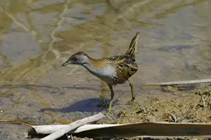 Crakes Prints: Baillon's Crake Lake Moondarra, Mt Isa, Queensland, Australia