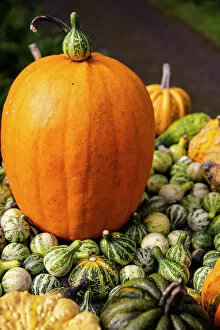 Color Collection: Bainbridge Island, Washington State, USA. Pumpkins Date: 24-10-2019