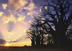 Baobabs Gallery: Baines' Baobab Trees  at sunset
