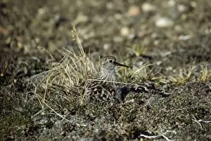 Bairds Prints: Baird's Sandpiper