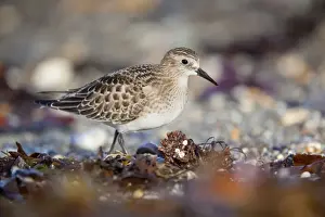 Sandpiper Prints: Baird's Sandpiper - Juvenile - Marazion - Cornwall - UK