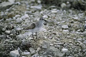 Sandpiper Prints: Baird's Sandpiper Victoria Island, Canada