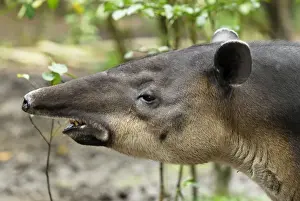 Baird's Tapir Belize
