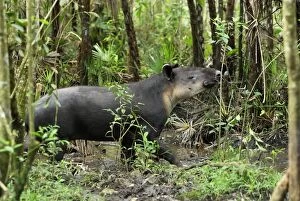 Images Dated 10th February 2006: Baird's Tapir Belize