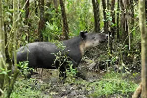 Belize Prints: Baird's Tapir Belize