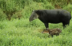 Tapir Prints: Baird's Tapir - parent with young