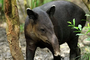 Images Dated 10th February 2006: Baird's Tapir (Tapirus bairdii)