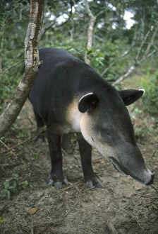 Baird's Tapir, (Tapirus bairdii), Belize