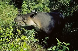 Baird's Tapir - side view eating