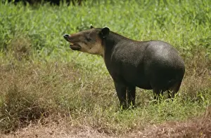 Sniffing Prints: Baird's Tapir WAT 4739 Central American Taipirus bairdi © M