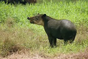 Tapir Prints: Baird's Tapir WAT 4740 Costa Rica